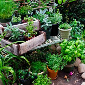 Jardinería y Reconocimiento de Especies en Tiempo Real – Distancia